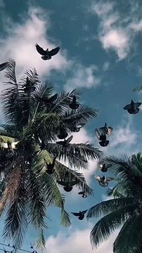 Birds fly
