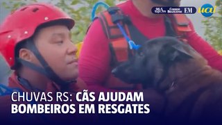 Cães ajudam bombeiros mineiros em resgates no Rio Grande do Sul