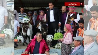 Antalya'da akıllara durgunluk veren düğün! İki eşeği evlendirip balayına gönderdiler