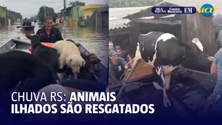 Animais são resgatados durante chuvas no Rio Grande do Sul