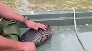 Officials Rescue Armadillo From Floodwaters in Southeast Texas