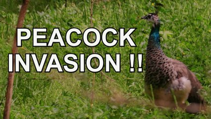 Unbelievable PEACOCK INVASION Takes Over My Backyard!