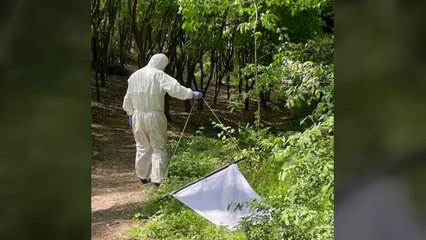 대구 도심 공원서 라임병 병원체 가진 진드기 발견 / YTN