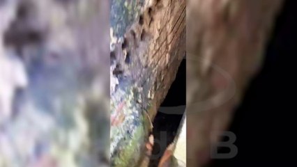 Filhote de pastor alemão de apenas dois meses fica preso entre paredes e tutora aciona Bombeiros na Grande Curitiba