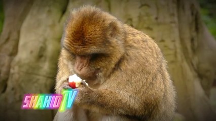 Monkeying Around: Hilarious Moments Caught on Camera"