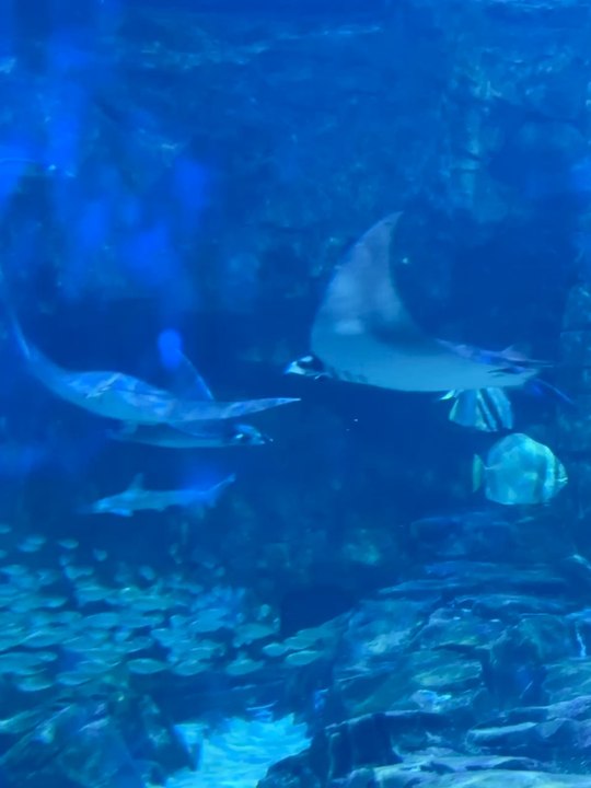 Aqui está meu vídeo mais recente