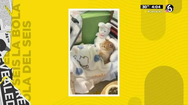 Video de gatito causa polémica en redes sociales