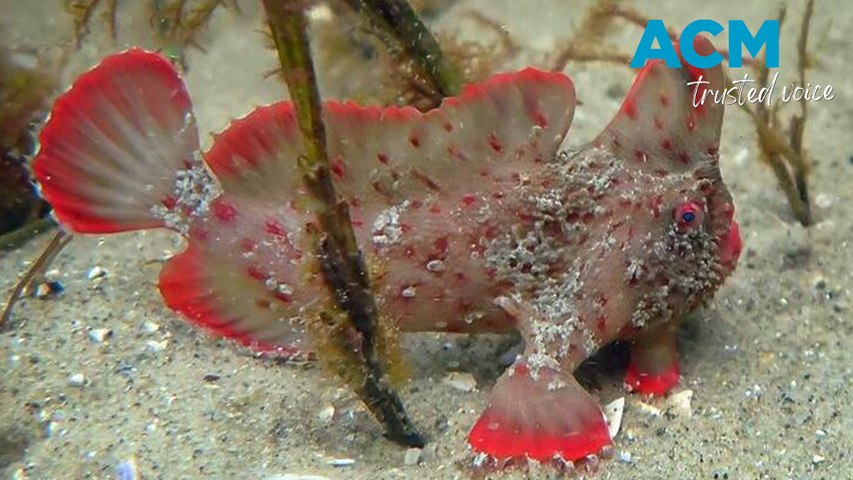 Scientists in January, 2024, collected 25 red handfish southeast of Hobart, putting them in captivity as protection from record ocean and air temperatures. It is estimated there are fewer than 100 individuals left in the wild in two small patches of rocky reef.Video via AAP.