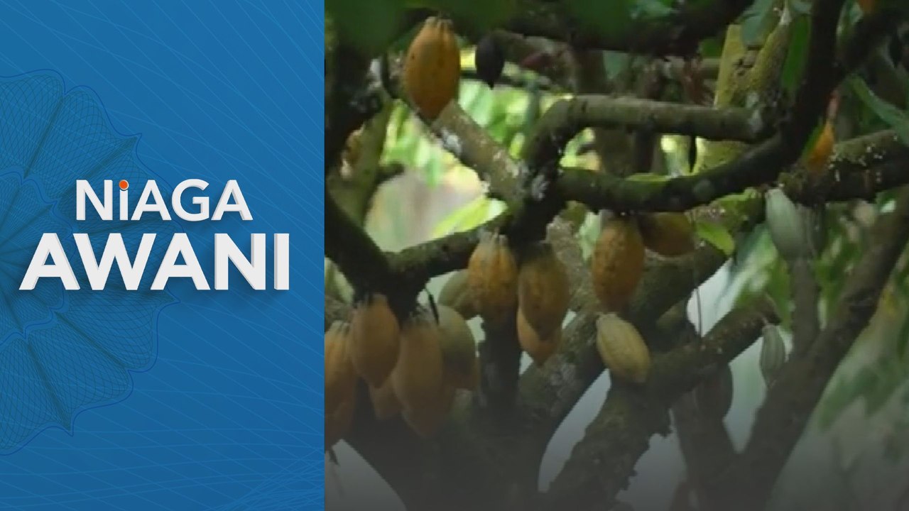 Harga koko tinggi berpotensi beri pulangan besar kepada lebih 5,000 pekebun kecil koko - Johari Ghani