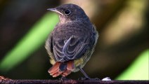 The Black Redstart: Close Up HD Footage (Phoenicurus ochruros)