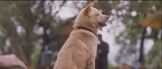 Hachiko (2023) - Official Subtitled Trailer | Heartwarming Dog Story 🐶