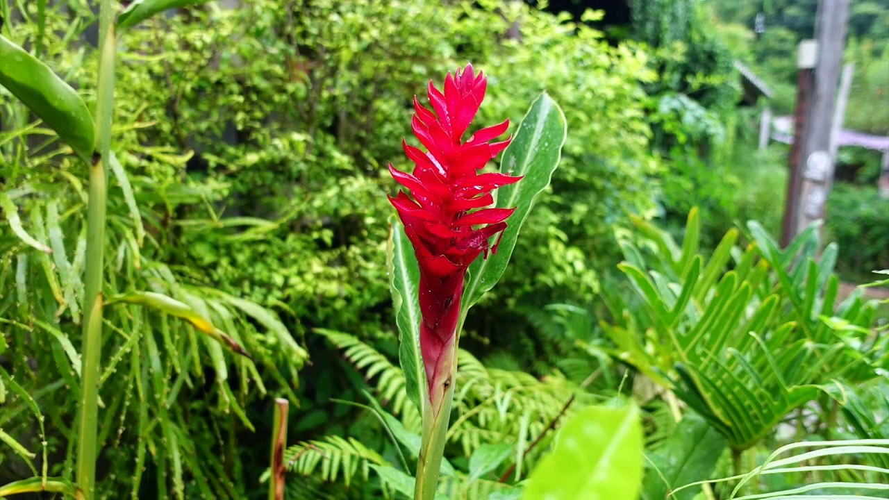 3 Juwelen und ein Klo   #expad #essen #kunst #bio #organic #Thailand2022 #künstler #auswandern (1080p_30fps_H264-128kbit_AAC)