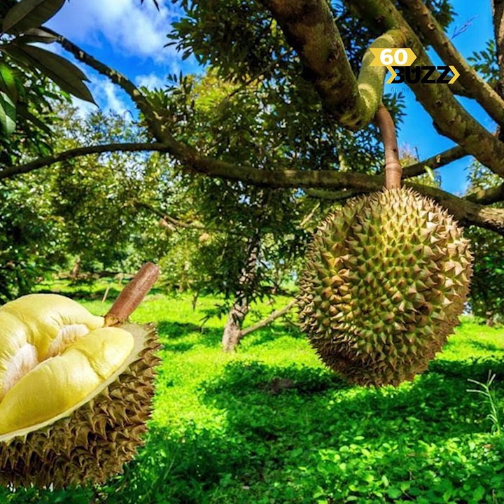 ប្រទេស​ថៃ​ឆ្នាំ​នេះ ​មិន​សូវ​ត្រូវ​ប៉ាន់​ទុរេន ​ព្រោះ​​​អា​កាស​ធាតុ​ក្ដៅ​ខ្លាំងពេក