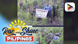 PDEG, sinira ang nasa P24-M halaga ng fully-grown marijuana sa Kalinga