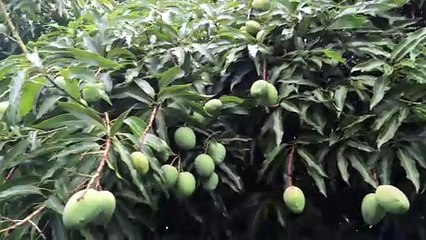 Harm of Excessive Mango eating