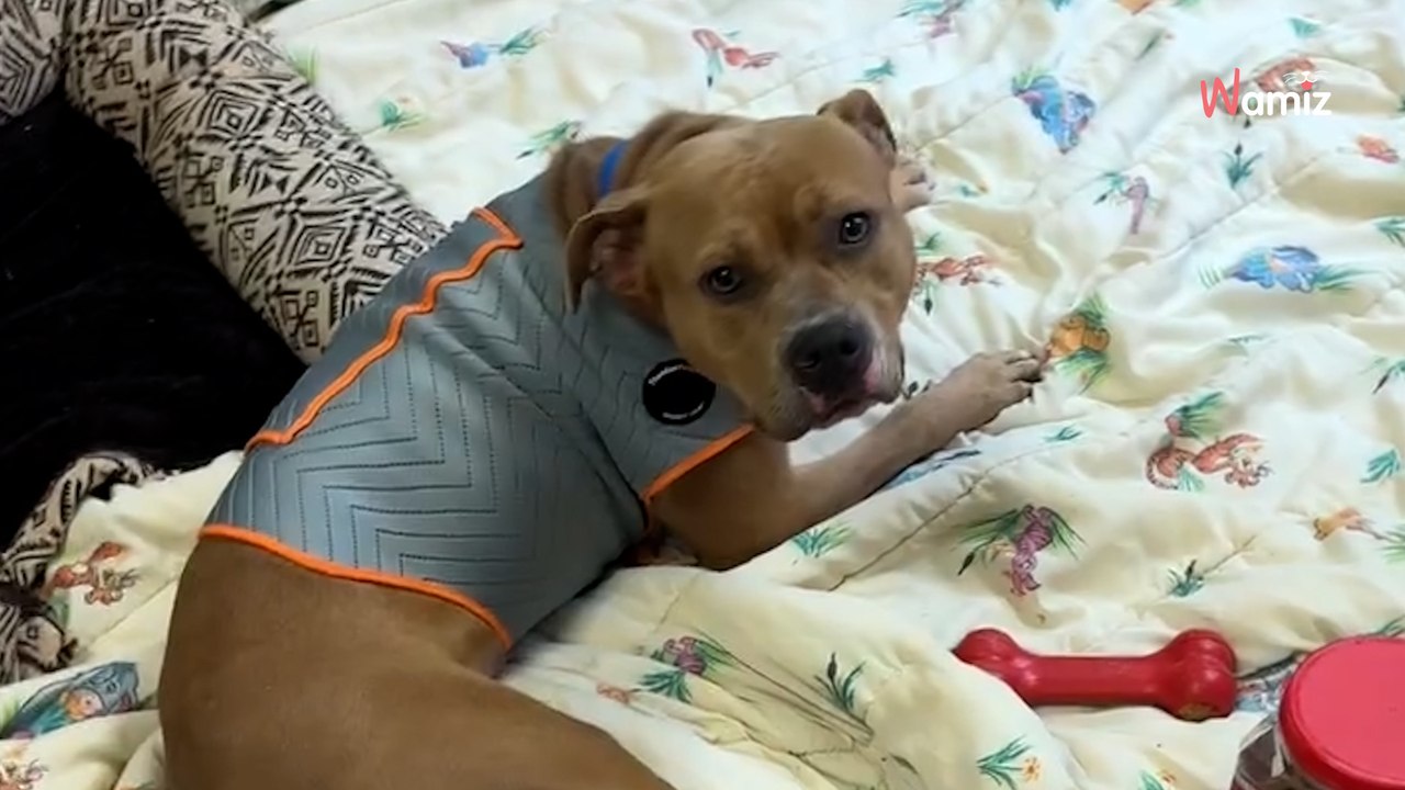 Ce chien refuse de quitter le refuge : ils doivent redoubler d'inventivité pour le convaincre (vidéo)