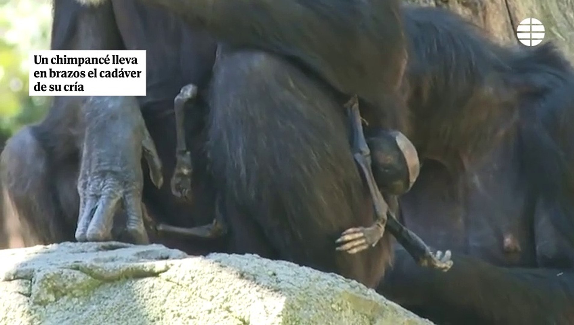 Una chimpanc del Bioparc de Valencia lleva en brazos el cadver de su cra desde hace dos meses