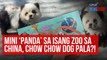 Mini 'panda' sa isang zoo sa China, chow chow dog pala?! | GMA Integrated Newsfeed