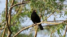 The Blackbird: Close Up HD Footage (Turdus merula)
