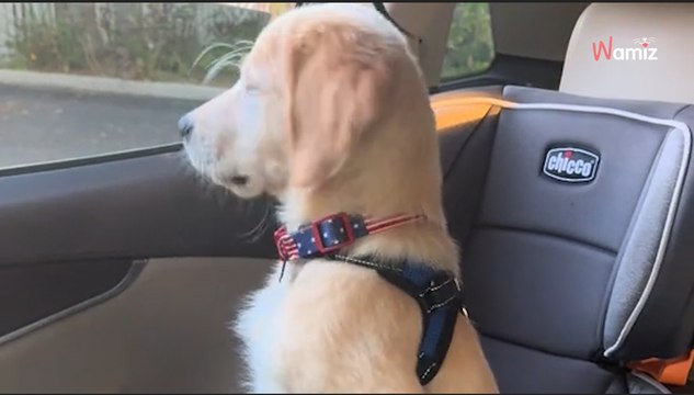 Golden Retriever-Welpe sieht nach der Schule seinen besten Freund wieder: Das Video könnte schöner nicht sein