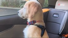 Golden Retriever-Welpe sieht nach der Schule seinen besten Freund wieder: Das Video könnte schöner nicht sein