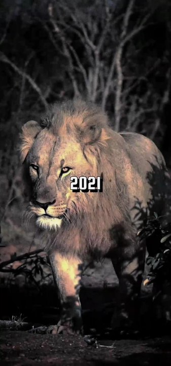 Montages avec des Tigres