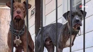 Deux chiens sont livrés à eux-mêmes sur un porche : le réflexe des passants va briser leurs chaînes