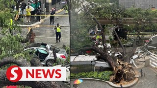 Tree falls in KL city with cars trapped under it