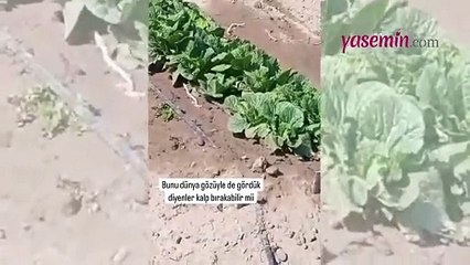 Köstebeğin gülümseten videosu sosyal medyada viral oldu! Çizgi filmleri andıran...