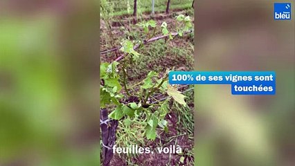"Je me demande si ce n'était pas ma dernière année" : l'orage de grêle accable les viticulteurs de Dordogne