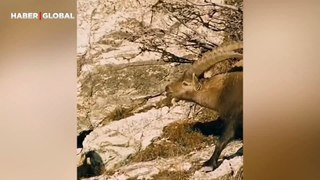 Dağ keçisinin şaşırtan çiftleşme çağrısı ilk kez yakından görüntülendi