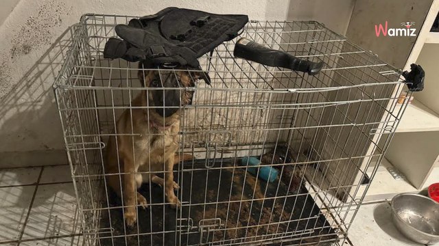 Hérault : au hasard d'une intervention, les gendarmes découvrent un chiot maltraité enfermé dans une cage