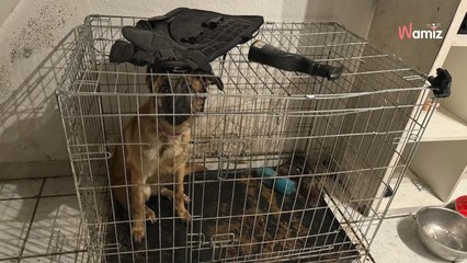 Hérault : au hasard d'une intervention, les gendarmes découvrent un chiot maltraité enfermé dans une cage