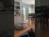 Cat Sitting on Couch Watches The Pet Collective on TV