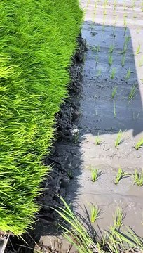 the process of planting rice in paddy field