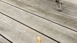 Squirrel Runs Away With Peanut After Cat Ignores It