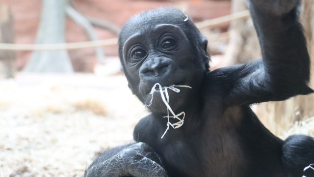 Baby gorilla teases zoo-goers by pulling funny faces at them