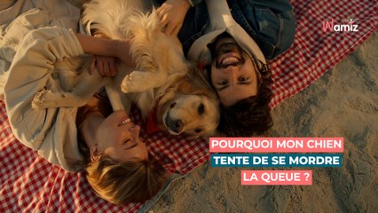 Pourquoi mon chien tente de se mordre la queue ?