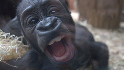Baby gorilla teases zoo-goers by pulling funny faces