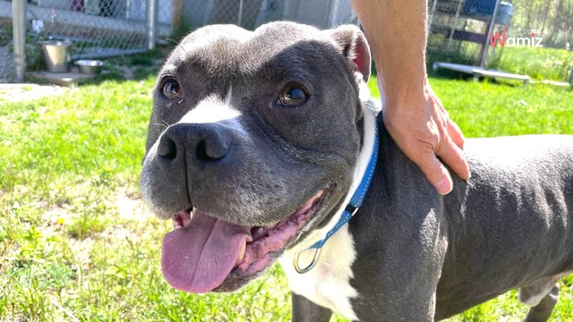 Ils arrivent au refuge avec leur chien de 11 ans : les sauveteurs sont écœurés par leur décision