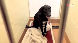 Après presque deux ans de refuge, ce chien a radicalement changé de vie en étant adopté (vidéo)