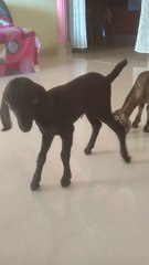 Adorable Baby Goat 🐐