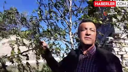 Türkiye'nin en soğuk ili Bolu'da ürünler yandı