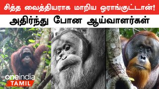 மூலிகையை பயன்படுத்திய orangutan!| Orangutan seen treating wound with medicinal plant |Oneindia Tamil