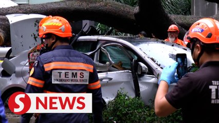 Download Video: One dead, another injured as massive tree falls in KL city centre