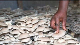 Rwanda: the growing business of mushroom farming