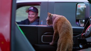 Heroic cat approaches scene of accident and changes firefighter's life forever