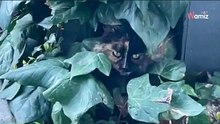 Video. Dà da mangiare a un gatto randagio: il suo comportamento nei confronti del cibo la allerta