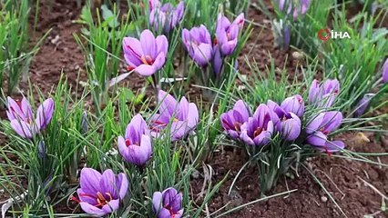 Dünyanın en pahalısı... Bahçesine ekti, kilosunu 200 bin TL'den satıyor