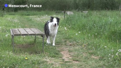 Messi, star qui a du chien, en vedette au prochain Festival de Cannes